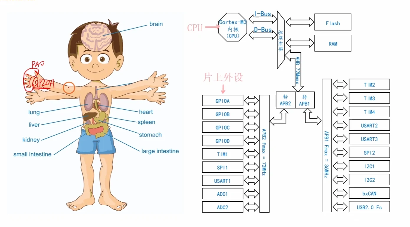 人脑—器官类比与 STM32 简化结构图：CPU 通过总线矩阵驱动片上外设，GPIO 组挂在 APB2 上