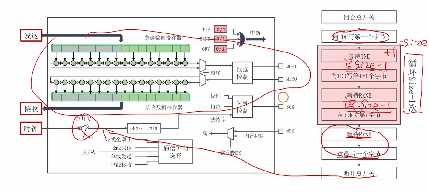 从这张图读出：把收发流程标注回 SPI 结构图——总开关→TDR写第一字节→(等TXE→写i+1→等RXNE→读i)×(Size-1)→等RXNE读最后→断开关