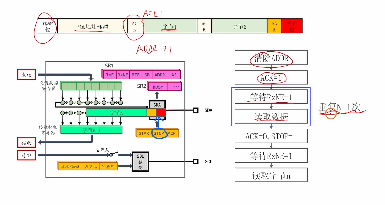 多字节读：前 N-1 个字节循环"等 RXNE + 读"，最后一次读之前才关 ACK、挂 STOP