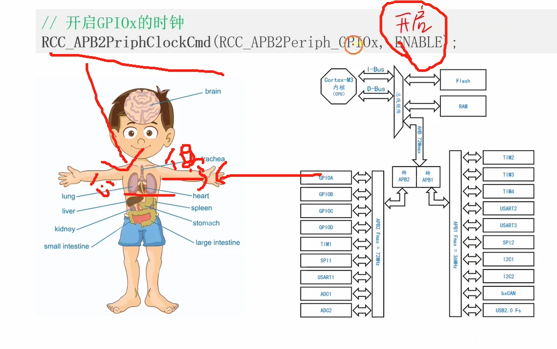 APB2/APB1总线挂外设分布：GPIO在外设总线APB2上，开时钟要找对总线