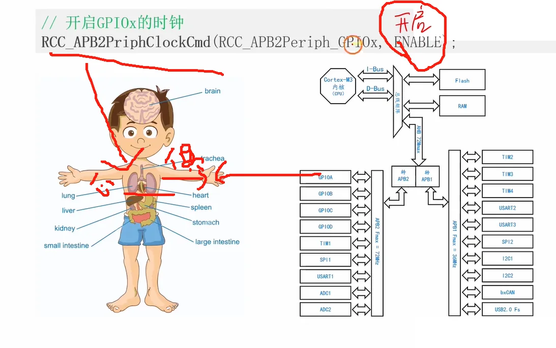 总线归属与开时钟：CPU—内核—总线矩阵—APB2/APB1—外设；心脏（时钟）不开，手（GPIO）不动